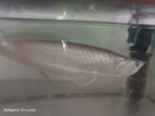 Arowana Fish