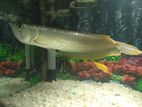 Arowana Fish