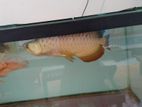 Arowana Fish Golden Cross Back