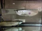 Arowana Fish Silver