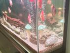 Arowana Fish Tank 360L