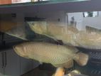 Arowana Fish Set