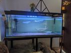 Arowana Fish with Tank