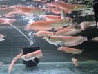 Arowana Fishes