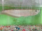 Arowana Fish