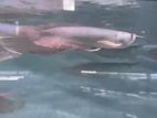 Arowana Fish