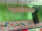 Arowana Fish