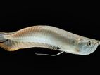 Arowana Fish