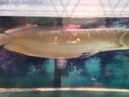 Arowana