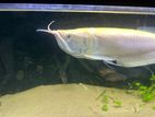 Arowana