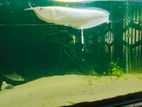 Arowana Fish