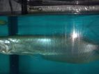 Arowana