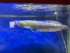 Arowana Fish Silver