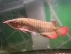 Arowana Fish with Tank