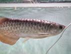 Arowana Fish