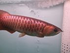 Arowana