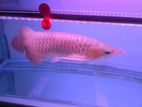 Arowana
