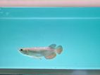 Arowana Fish