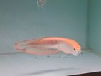 Albino Arowana