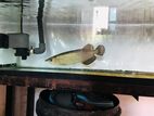 Arowana Fish