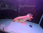 Crossback Gold Arowana
