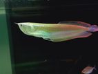 Arowana