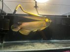 Arowana Fish