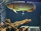 Arowana Fish