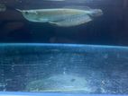 Arowana Fish