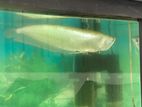Arowana