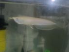 Arowana Fish