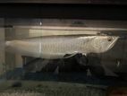 Arowana