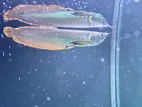 Arowana Fish