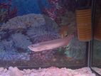 Arowana