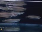 Arowana Fish