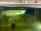 Arowana Fish