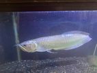 Arowana Fish