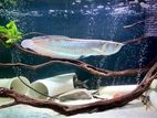 Arowana