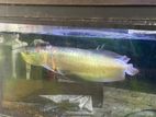 arowana
