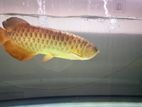 Arowana Golden Fish