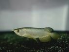 Arowana Highback Golden