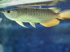Arowana Highback Golden