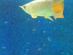 Arowana Highback Golden