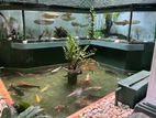 Arowana, Koi Carp, Tiger Shovelnose etc