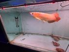 Red Arowana Fish