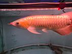Arowana Red Chilli