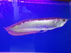 Arowana Red Tail