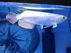 Arowana RTG