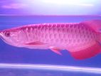 Arowana RTG