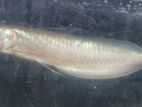 Arowana Silver Fish